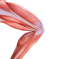 Мышцы ноги
