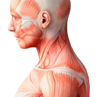 Мышцы шеи и головы